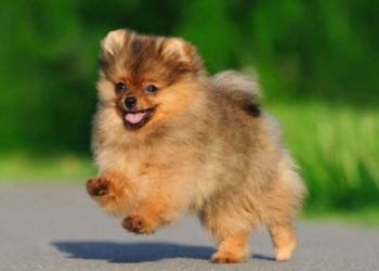 как выбрать шпица медвежьего и лисьего типа